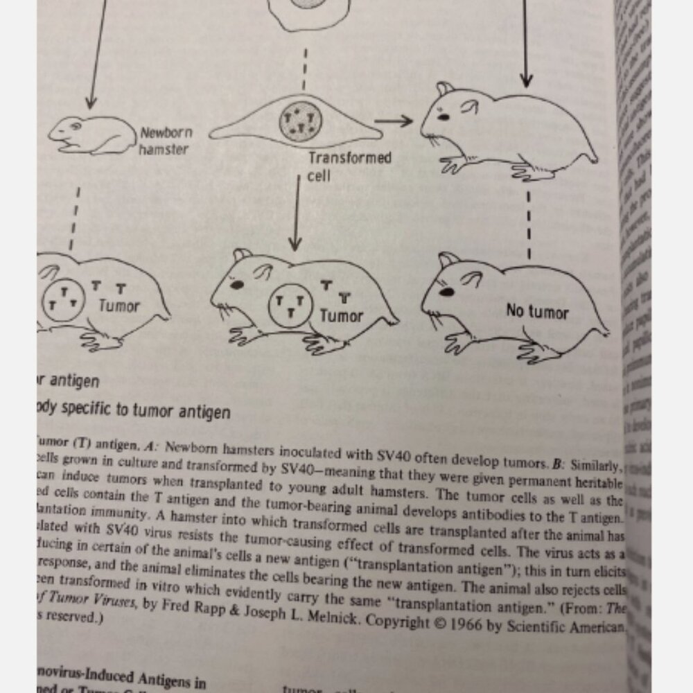 Review Of Medical Microbiology Edition 10 Ernest Jawetz - Picture 7 of 7